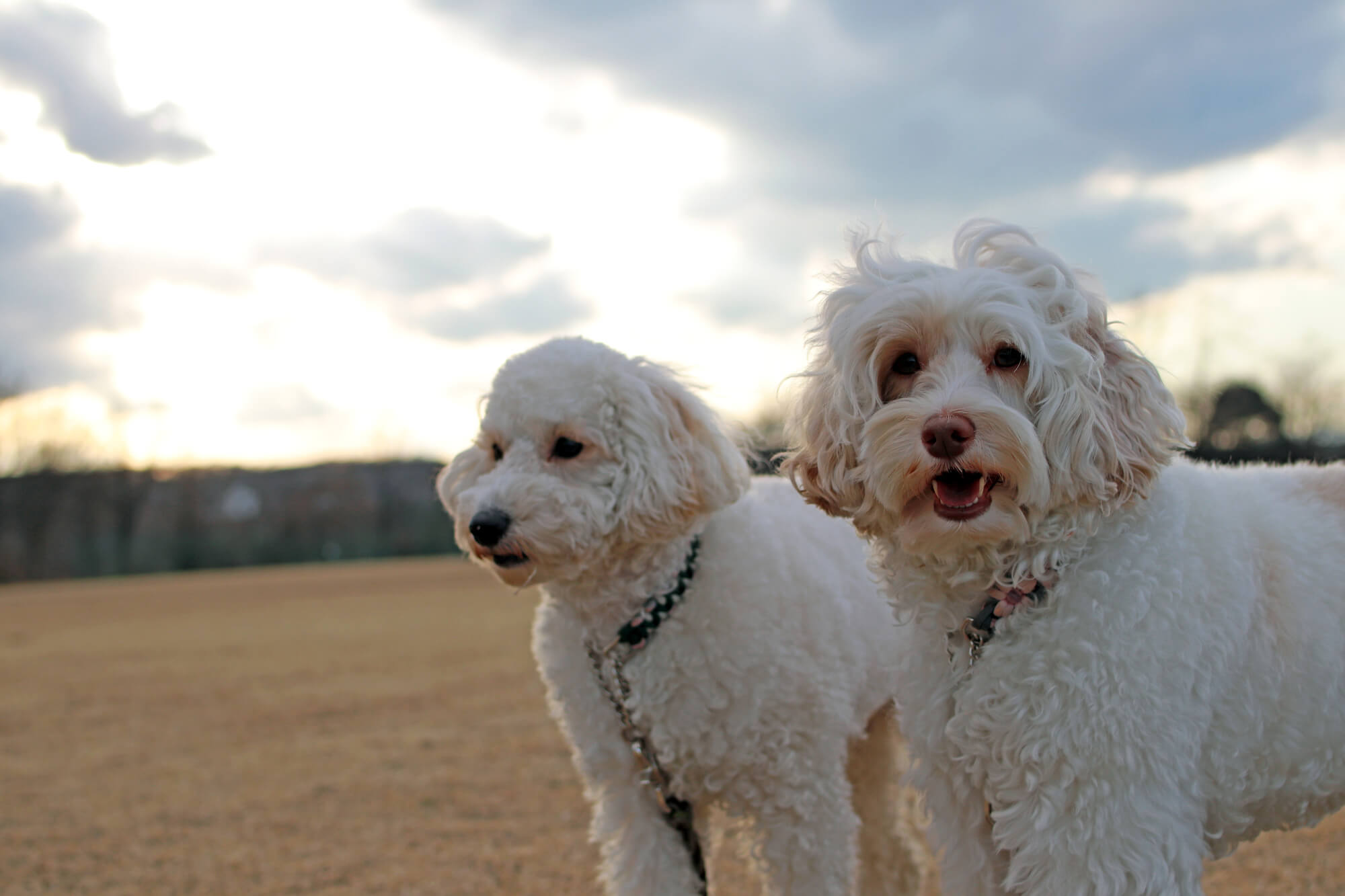 オーストラリアン・ラブラドゥードルの性格の特徴